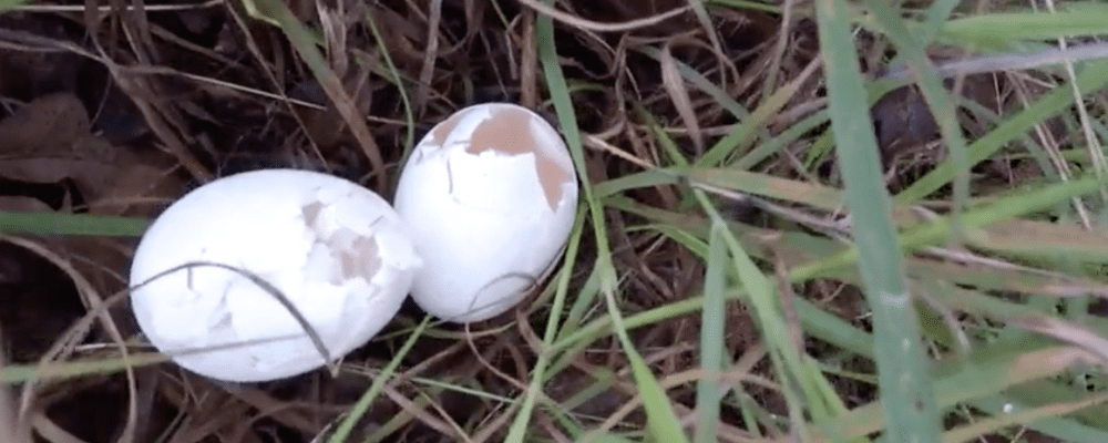 quail-conservation.png quail conservation.png